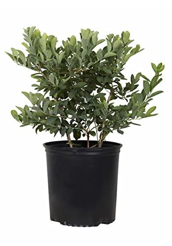 Premier Rabbiteye Blueberry Bush (2.5 Quart) Fruit-Bearing Deciduous Shrub - Full Sun Live Outdoor Plant