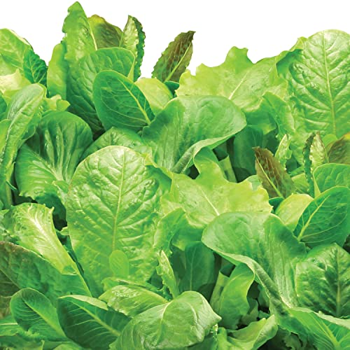 Aerogarden Salad Greens Seed Pod Kit with Red, Green, Romaine and Butter Leaf Lettuce, Liquid Plant Food and Growing Guide (9-Pod)