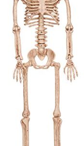 Crazy Bonez Poseable Skeleton Decoration, 36"