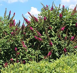 Miss Molly Butterfly Bush (Buddleia) Live Shrub, Deep Pink Flowers, 4.5 in. Quart