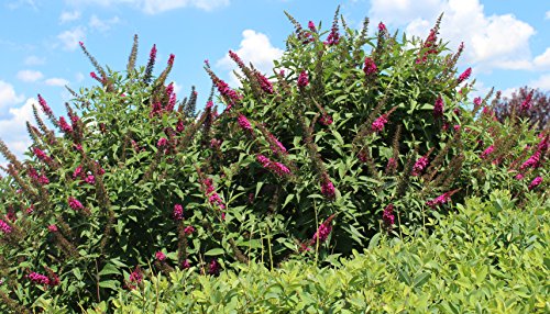 Miss Molly Butterfly Bush (Buddleia) Live Shrub, Deep Pink Flowers, 4.5 in. Quart