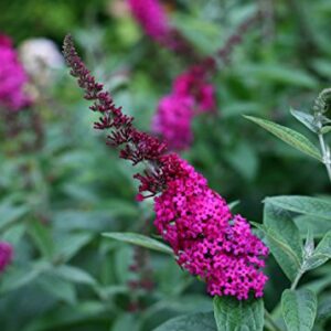 Miss Molly Butterfly Bush (Buddleia) Live Shrub, Deep Pink Flowers, 4.5 in. Quart