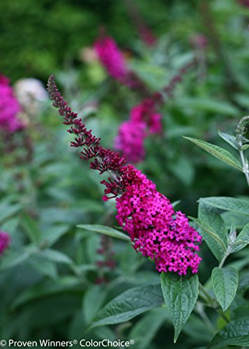 Miss Molly Butterfly Bush (Buddleia) Live Shrub, Deep Pink Flowers, 4.5 in. Quart