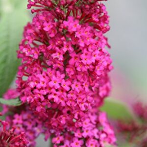 Miss Molly Butterfly Bush (Buddleia) Live Shrub, Deep Pink Flowers, 4.5 in. Quart