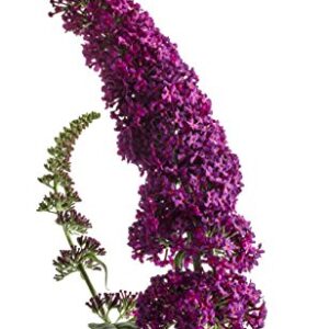 Miss Molly Butterfly Bush (Buddleia) Live Shrub, Deep Pink Flowers, 4.5 in. Quart