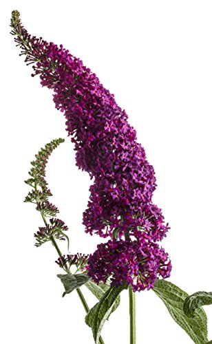 Miss Molly Butterfly Bush (Buddleia) Live Shrub, Deep Pink Flowers, 4.5 in. Quart