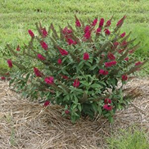 Miss Molly Butterfly Bush (Buddleia) Live Shrub, Deep Pink Flowers, 4.5 in. Quart