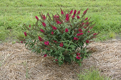 Miss Molly Butterfly Bush (Buddleia) Live Shrub, Deep Pink Flowers, 4.5 in. Quart