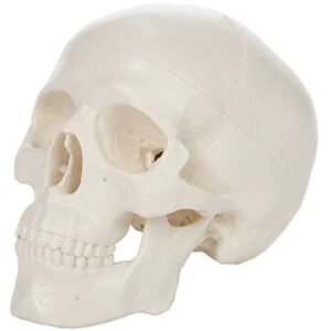 axis scientific miniature human skull model, 3.5" tall 3-part anatomical mini human skull model with removable skull cap and moving jaw, realistic skull anatomy model, includes detailed product manual