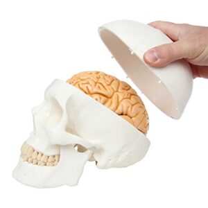 3-part human skull model, removable 8-part brain, anatomically correct brain model for neuroscience, life size plastic skull mold from real skull, detailed product manual, made by axis scientific