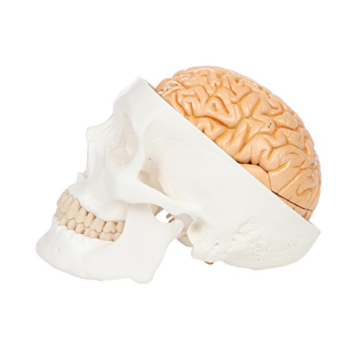 3-Part Human Skull Model, Removable 8-Part Brain, Anatomically Correct Brain Model for Neuroscience, Life Size Plastic Skull Mold from Real Skull, Detailed Product Manual, Made by Axis Scientific