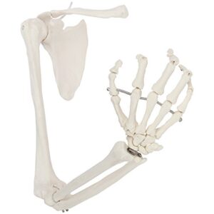 axis scientific human life-size right arm skeleton model, anatomically accurate human skeletal right arm, includes all bones plus clavicle, scapula and articulated hand bone – detailed product manual
