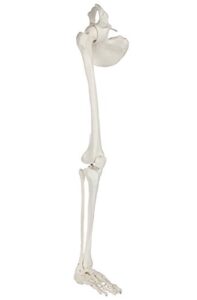 axis scientific human leg skeleton bundle, life-size 36" anatomical model with all leg bones, removable hip joint and fully articulated foot and detailed product manual