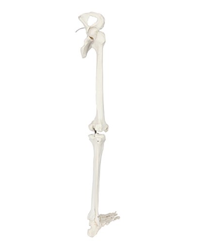 Axis Scientific Human Leg Skeleton Bundle, Life-Size 36" Anatomical Model with All Leg Bones, Removable Hip Joint and Fully Articulated Foot and Detailed Product Manual
