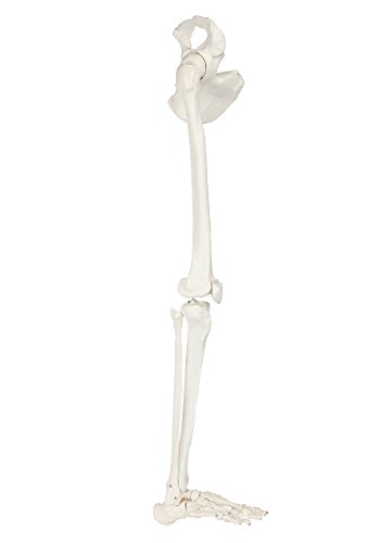 Axis Scientific Human Leg Skeleton Bundle, Life-Size 36" Anatomical Model with All Leg Bones, Removable Hip Joint and Fully Articulated Foot and Detailed Product Manual