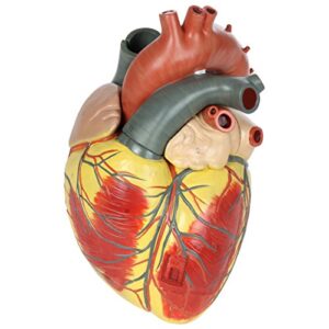 axis scientific enlarged human heart model, 3x life-size, anatomically accurate 3-part numbered anatomical heart illustrates 34 internal structures, magnetically connected, includes product manual