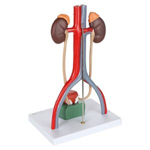 Axis Scientific Anatomy Model of Male Urinary System | Urinary System Model is 13.5 Inches Tall | Features Kidneys with Adrenal Glands, Ureters, and Bladder | Includes Product Manual