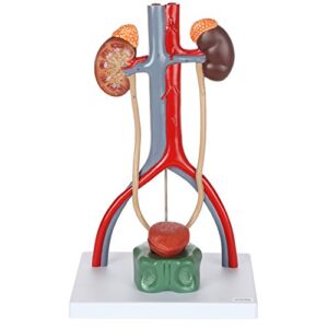 axis scientific anatomy model of male urinary system | urinary system model is 13.5 inches tall | features kidneys with adrenal glands, ureters, and bladder | includes product manual