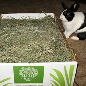 Small Pet Select 3rd Cutting "Super Soft" Timothy Hay Pet Food, 20 Lb.