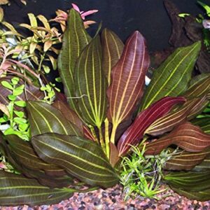 Potted Melon Sword - Beginner Tropical Live Aquarium Plant