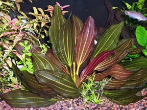 potted melon sword - beginner tropical live aquarium plant