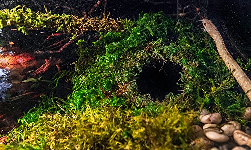 Galápagos (05346) Mossy Cave Hide, 4", Green