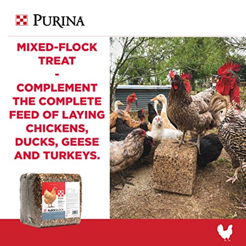 Purina Flock Block Supplement, 25 Pounds