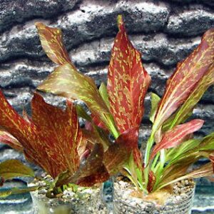 Potted Red Flame Sword - Beginner Tropical Live Aquarium Plant