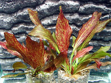 Potted Red Flame Sword - Beginner Tropical Live Aquarium Plant