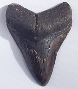 genuine fossil megalodon shark tooth #4-4 3/8"