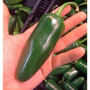 giant jalapeno pepper seeds huge pods great stuffers mild (25 seeds)