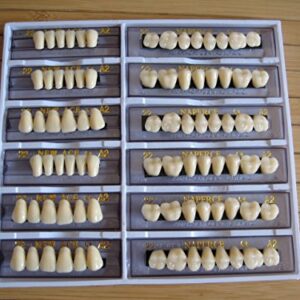 24 Plate 28X1 A1 Denture Shanghai ACRYLIC RESIN Teeth Dental Size 22