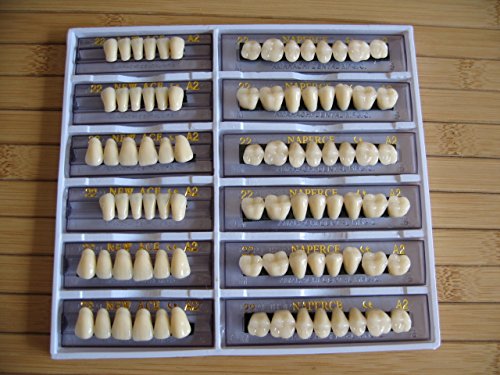 24 Plate 28X1 A1 Denture Shanghai ACRYLIC RESIN Teeth Dental Size 22