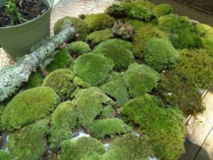appalachian emporium's premium super mix fresh live moss for terrariums, vivariums, bath mats