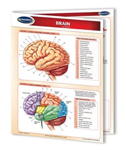 permacharts brain - human brain chart- 8.5" x 11" laminated medical quick reference guide