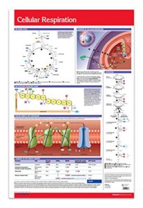 cellular respiration chart guide - 24" x 36" laminated wall poster - biology quick reference chart
