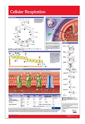 Cellular Respiration Chart Guide 24 X 36 Laminated Wall Poster