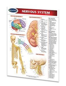 nervous system guide - 8.5" x 11" laminated medical quick reference guide by permacharts