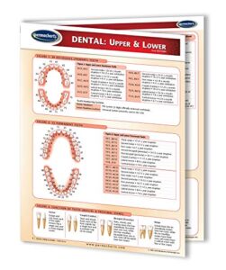 dental: upper & lower chart- medical quick reference guide by permacharts