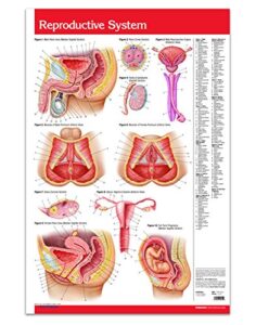 male & female reproductive system poster wall chart - 24" x 36" laminated anatomy poster - medical quick reference by permacharts