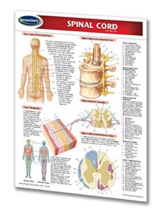 spinal cord guide - human - medical quick reference guide by permacharts