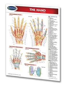 hand - human hand chart - medical anatomy guide - quick reference guide by permacharts