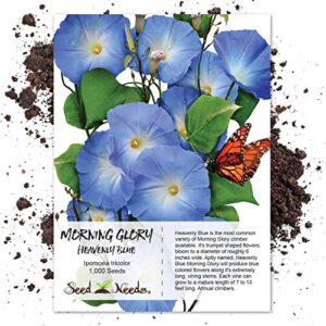 seed needs, 1,000+ heavenly blue morning glory seeds for planting (ipomoea tricolor) heirloom & untreated - masses of beautiful blue blooms - bulk