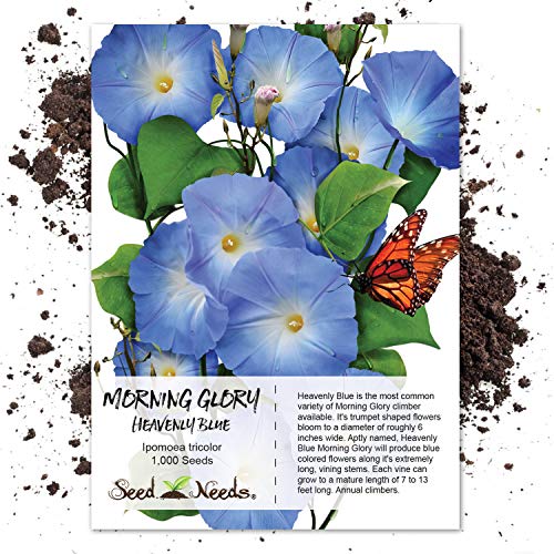 Seed Needs, 1,000+ Heavenly Blue Morning Glory Seeds for Planting (Ipomoea Tricolor) Heirloom & Untreated - Masses of Beautiful Blue Blooms - Bulk