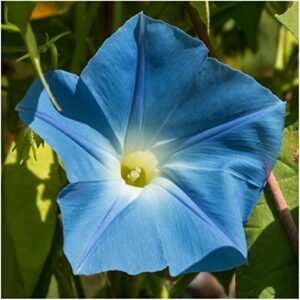 Seed Needs, 1,000+ Heavenly Blue Morning Glory Seeds for Planting (Ipomoea Tricolor) Heirloom & Untreated - Masses of Beautiful Blue Blooms - Bulk