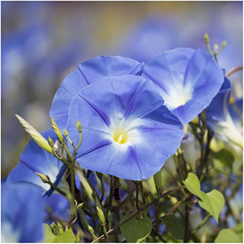 Seed Needs, 1,000+ Heavenly Blue Morning Glory Seeds for Planting (Ipomoea Tricolor) Heirloom & Untreated - Masses of Beautiful Blue Blooms - Bulk