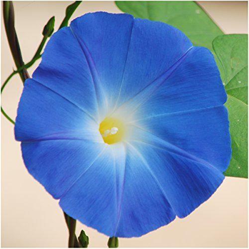 Seed Needs, 1,000+ Heavenly Blue Morning Glory Seeds for Planting (Ipomoea Tricolor) Heirloom & Untreated - Masses of Beautiful Blue Blooms - Bulk