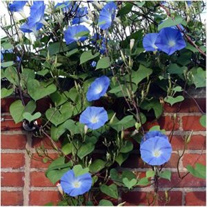 Seed Needs, 1,000+ Heavenly Blue Morning Glory Seeds for Planting (Ipomoea Tricolor) Heirloom & Untreated - Masses of Beautiful Blue Blooms - Bulk