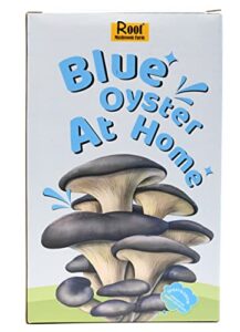 root mushroom farm— blue oyster mushroom grow kit/ 3.2 pounds log/multiple flushes/everything included