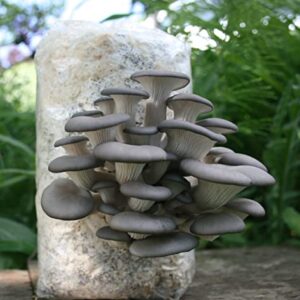 Root Mushroom Farm— Blue Oyster Mushroom Grow kit/ 3.2 pounds Log/Multiple flushes/Everything Included